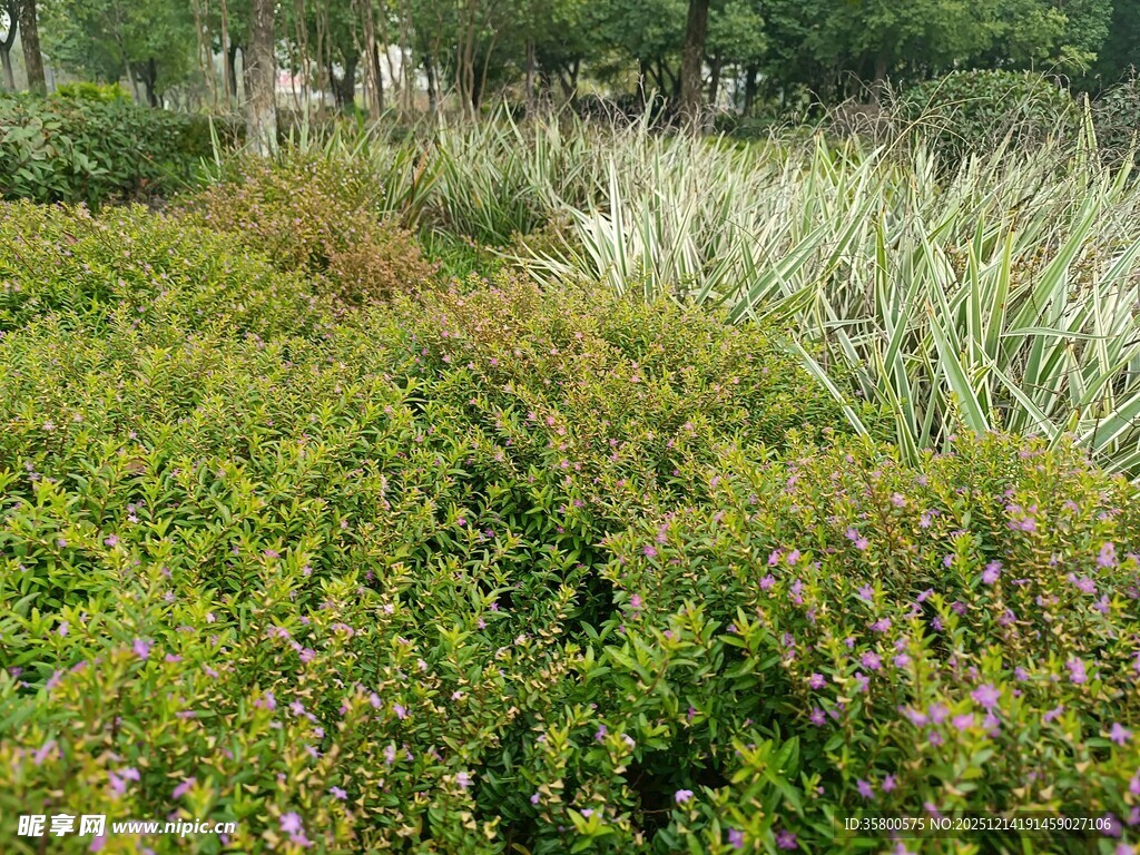 繁茂绿植景观