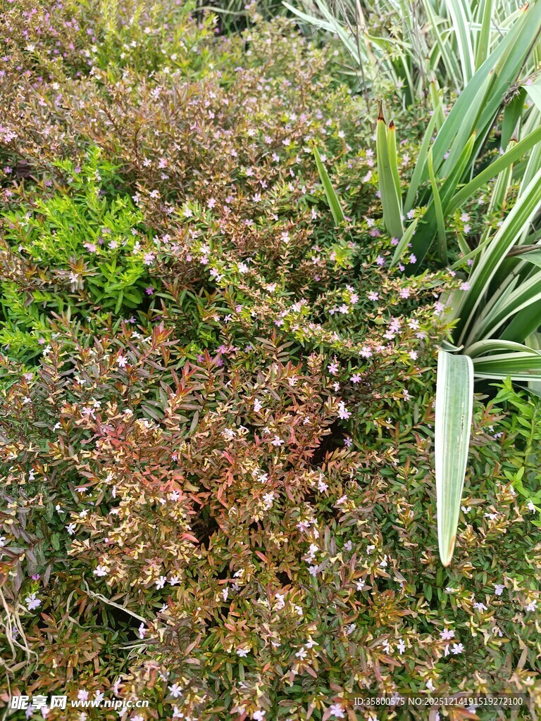 多彩地被植物景观