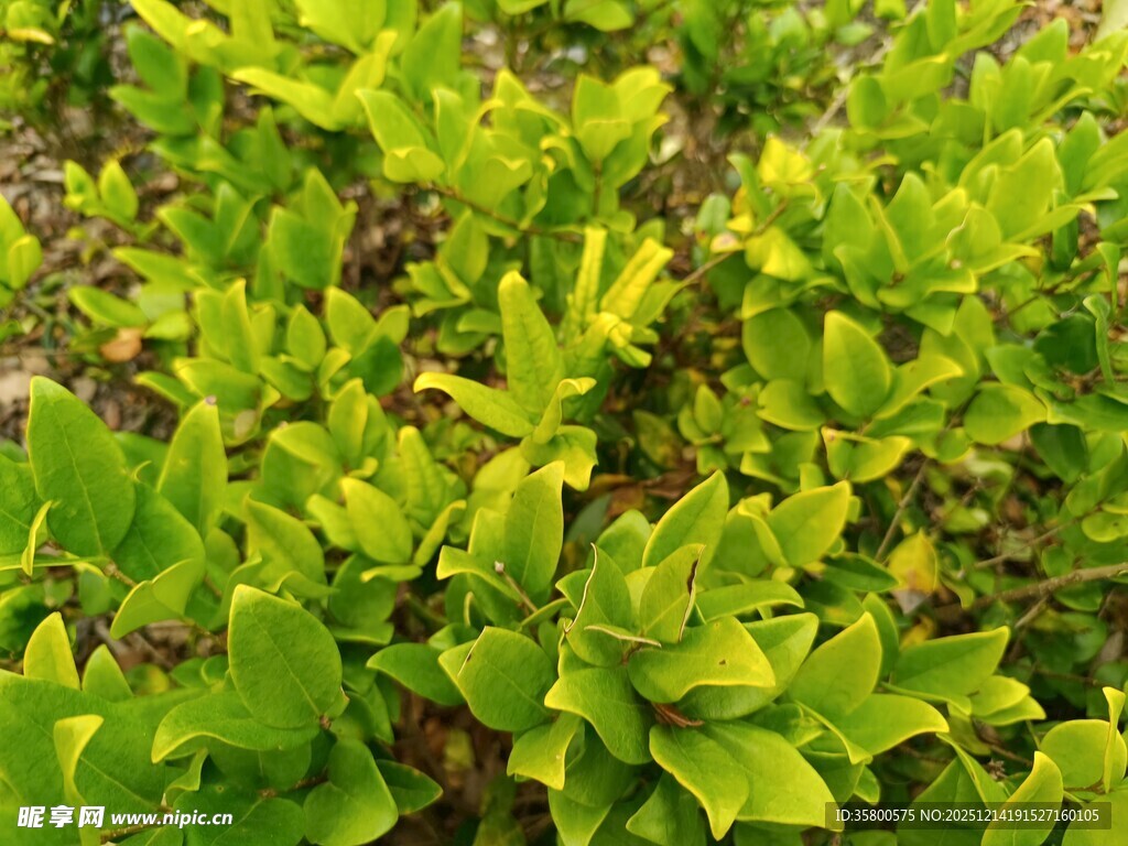 嫩绿叶片植物特写