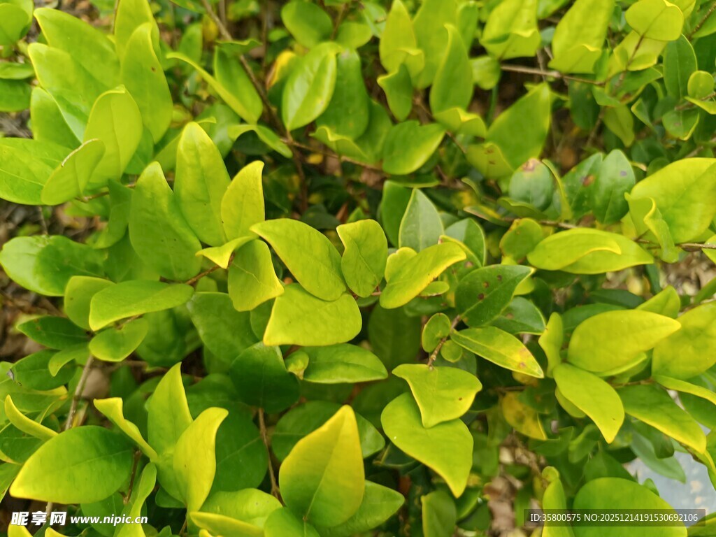 翠绿繁茂的生机植物