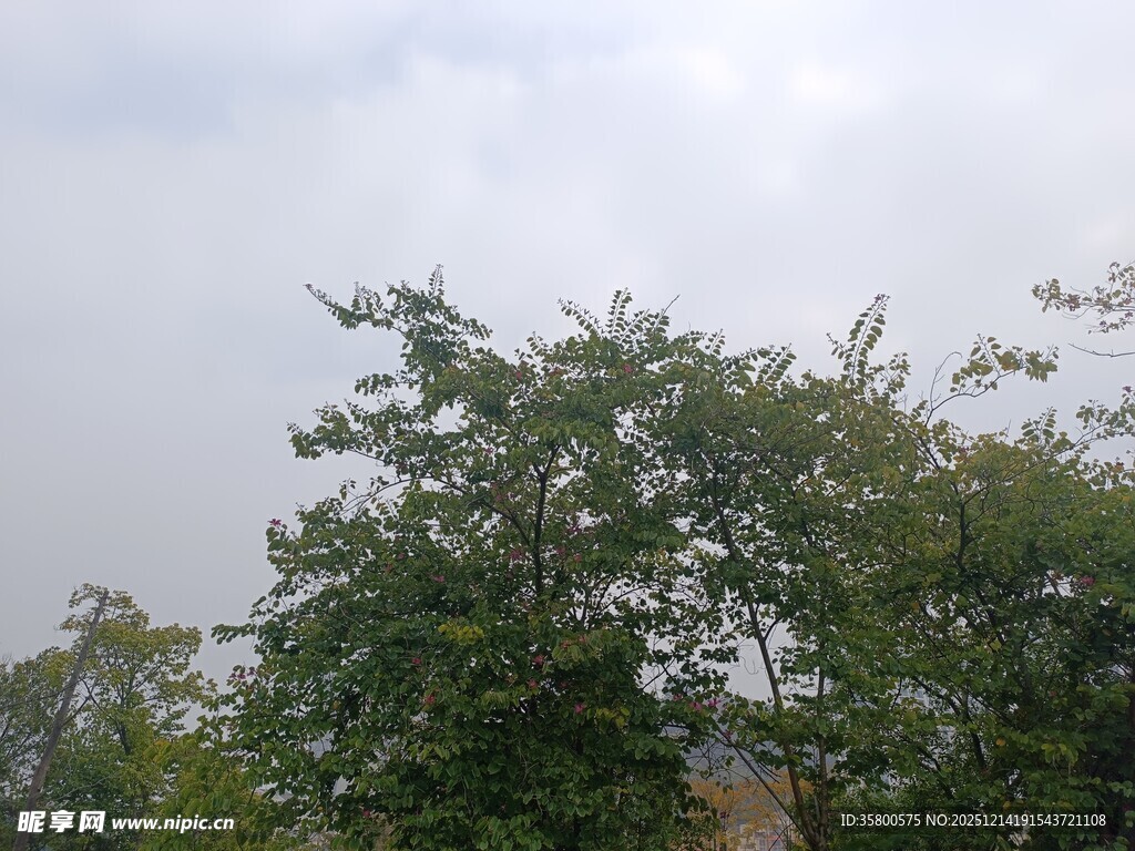 绿树映灰天的自然景致