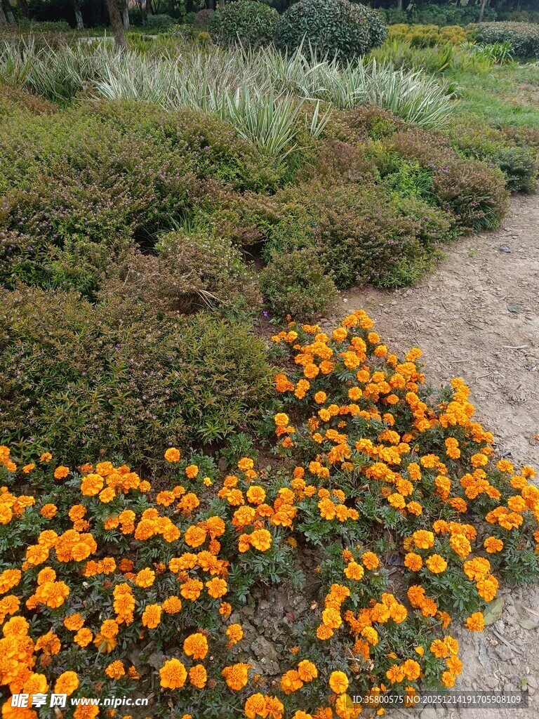 小径旁盛放的灿烂小黄花