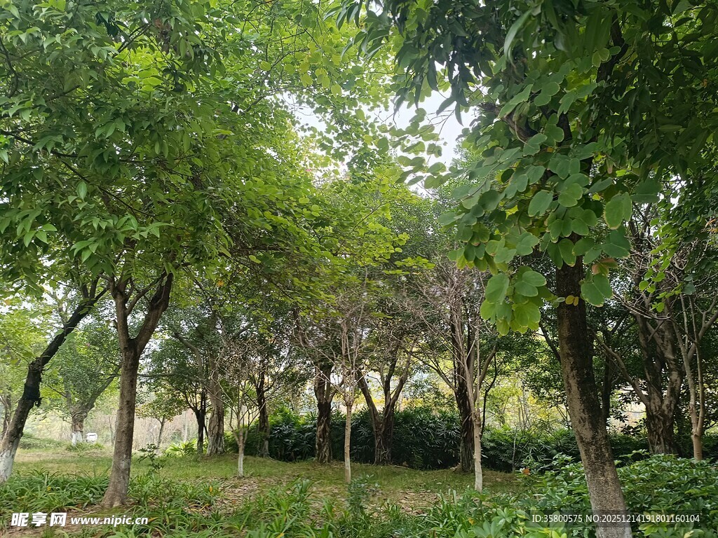 绿意盎然的林间景致