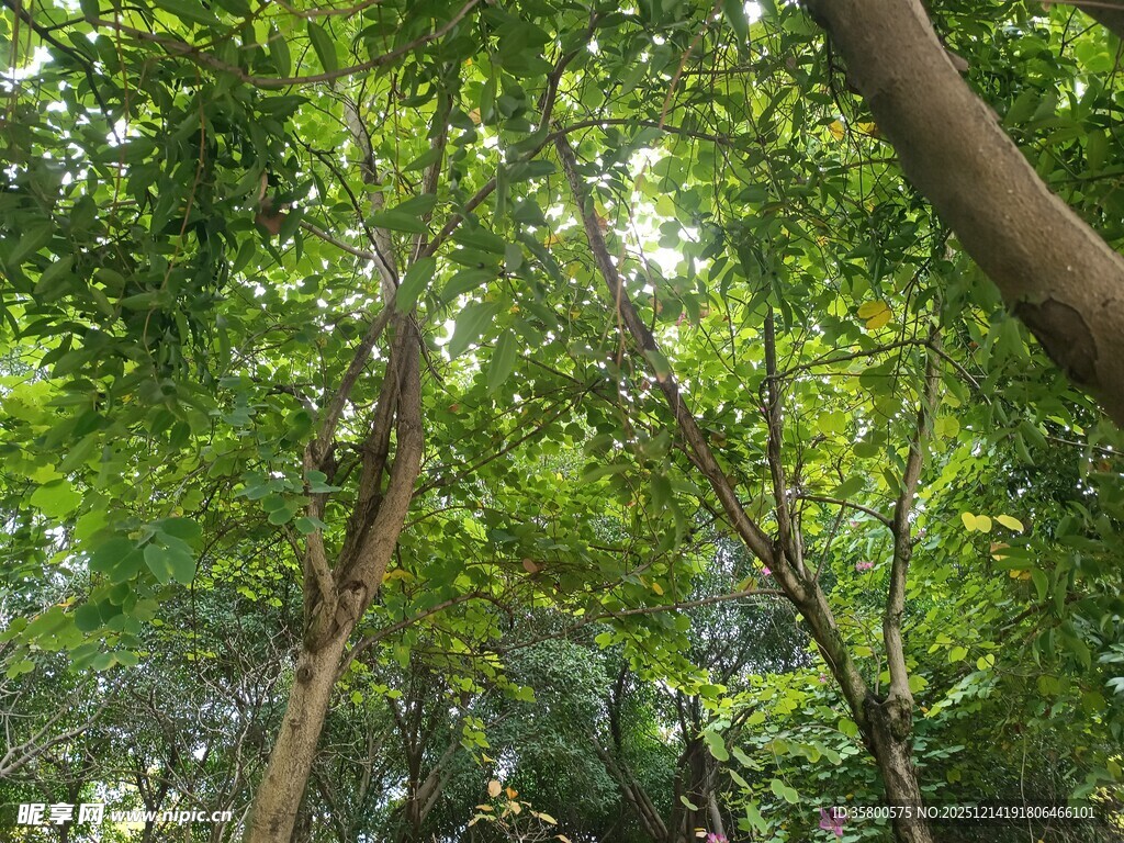 茂密森林中的繁茂绿树