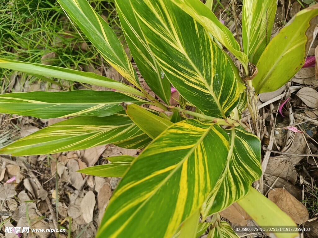 黄绿相间的斑斓植物叶片
