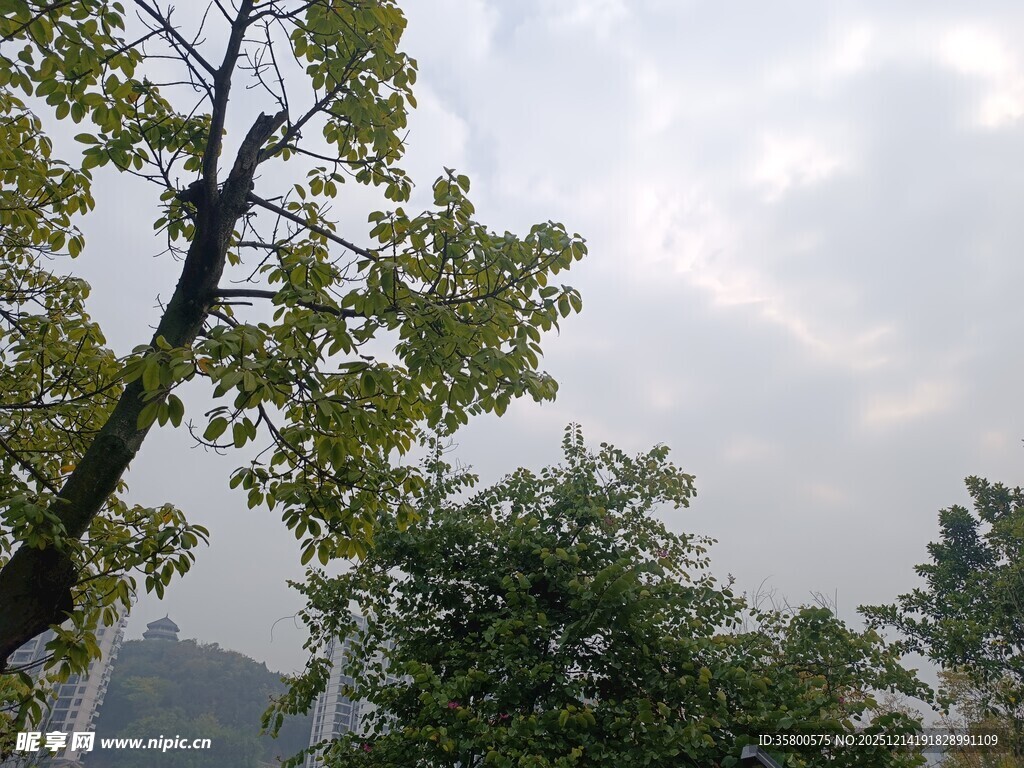 户外绿树与朦胧天空景象