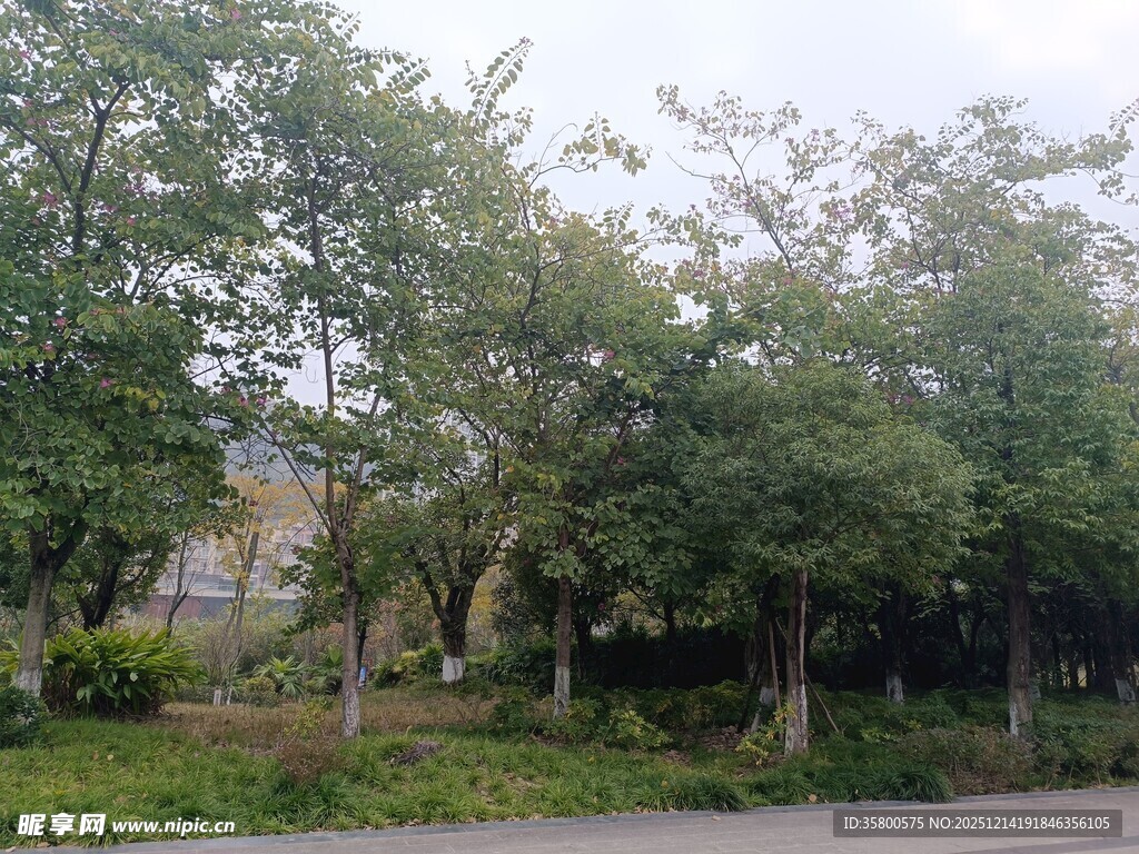 路边葱郁树木与绿植景观