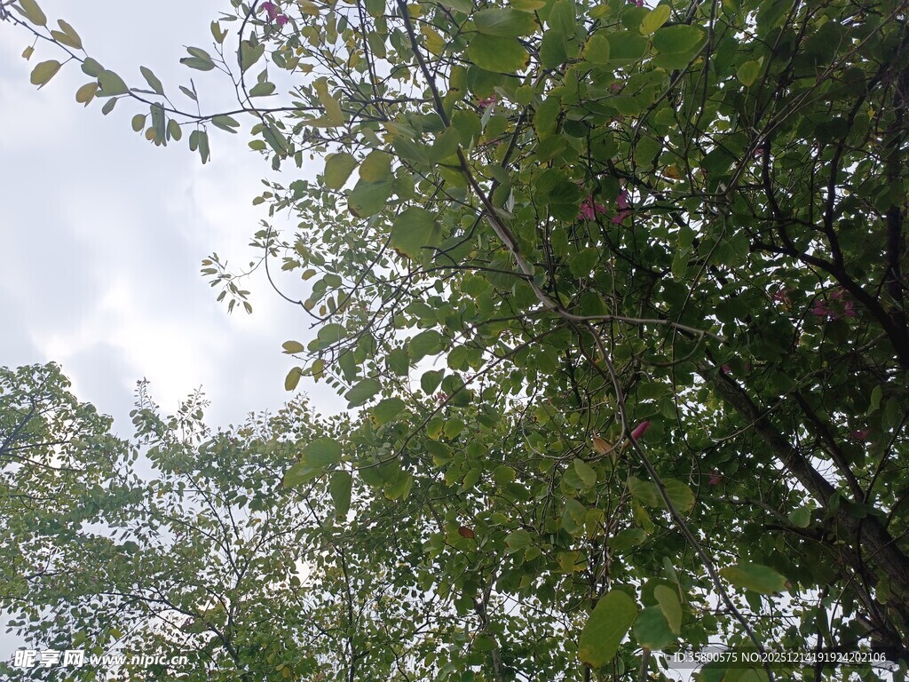 仰视繁茂绿树与天空