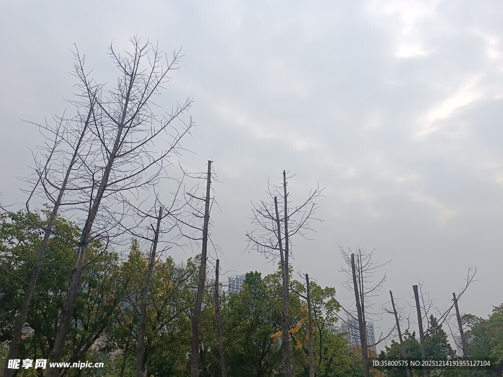 枯树林立的萧瑟景象