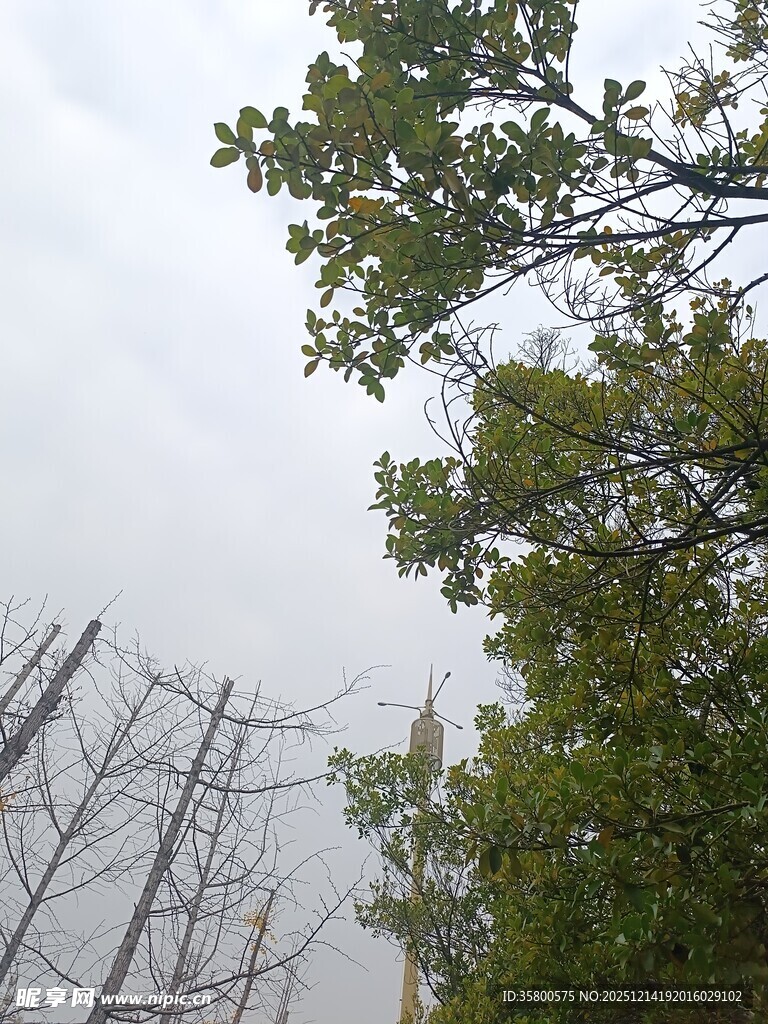 树林中的金属结构装置