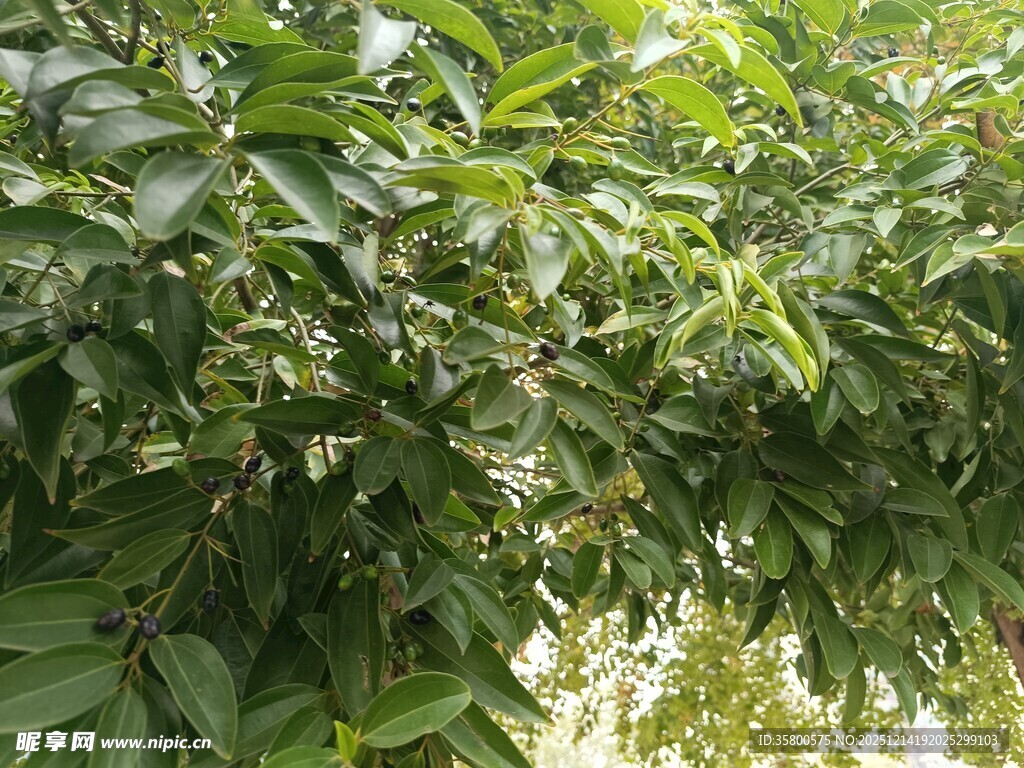 繁茂绿叶的生机景象