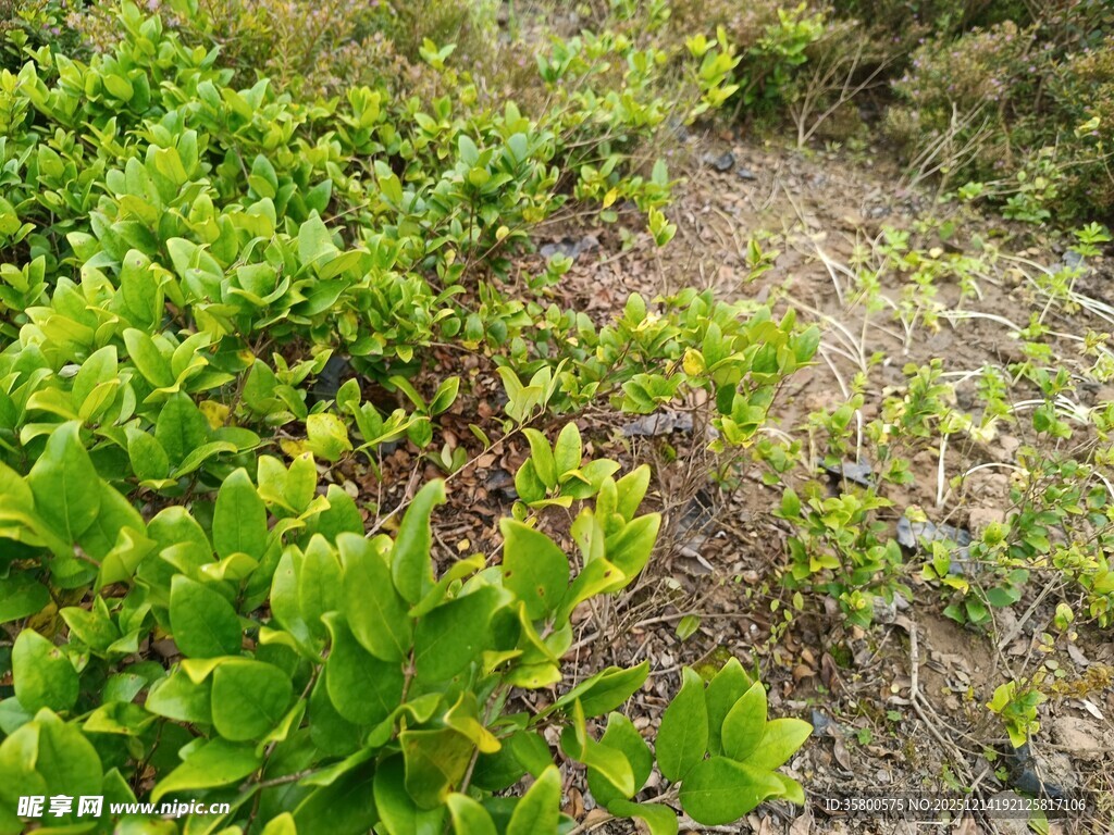 绿意盎然的地面植物景观