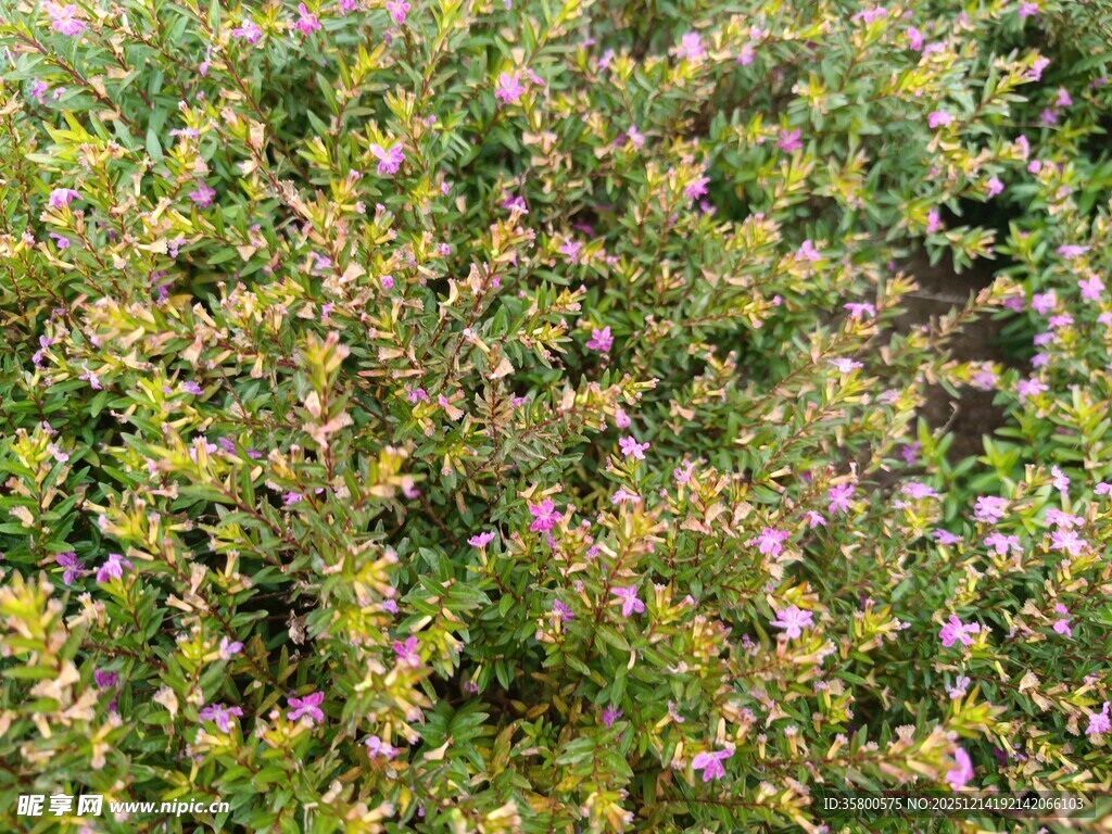 繁茂花丛中的粉色小花