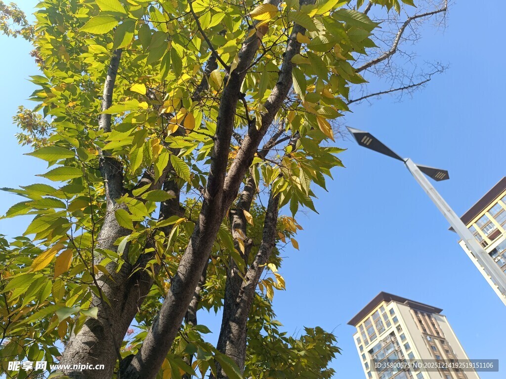 蓝天绿树旁的城市景致