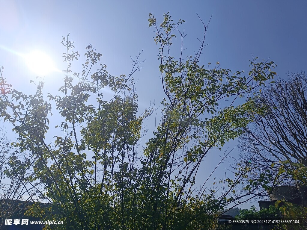 阳光下的繁茂绿植