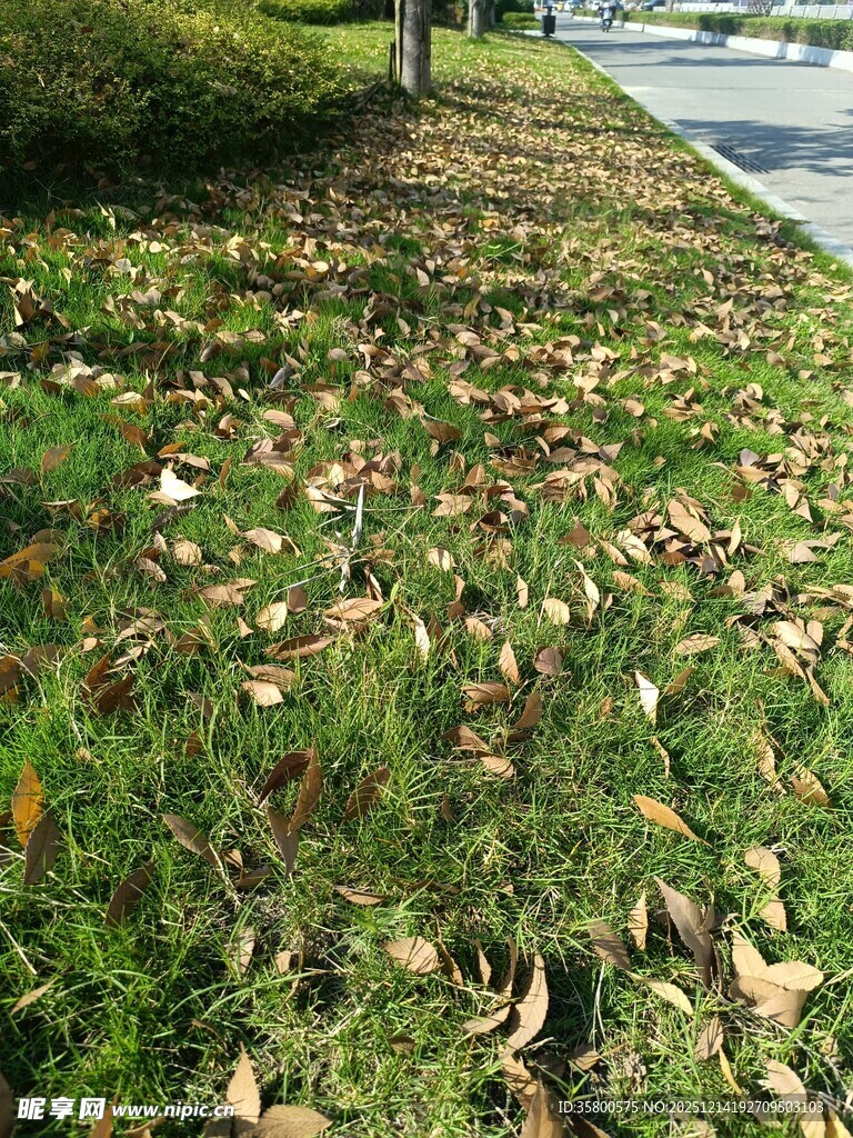 路边草地散落枯黄树叶
