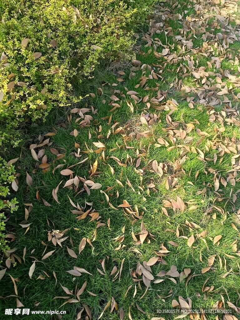 阳光下的落叶与绿植