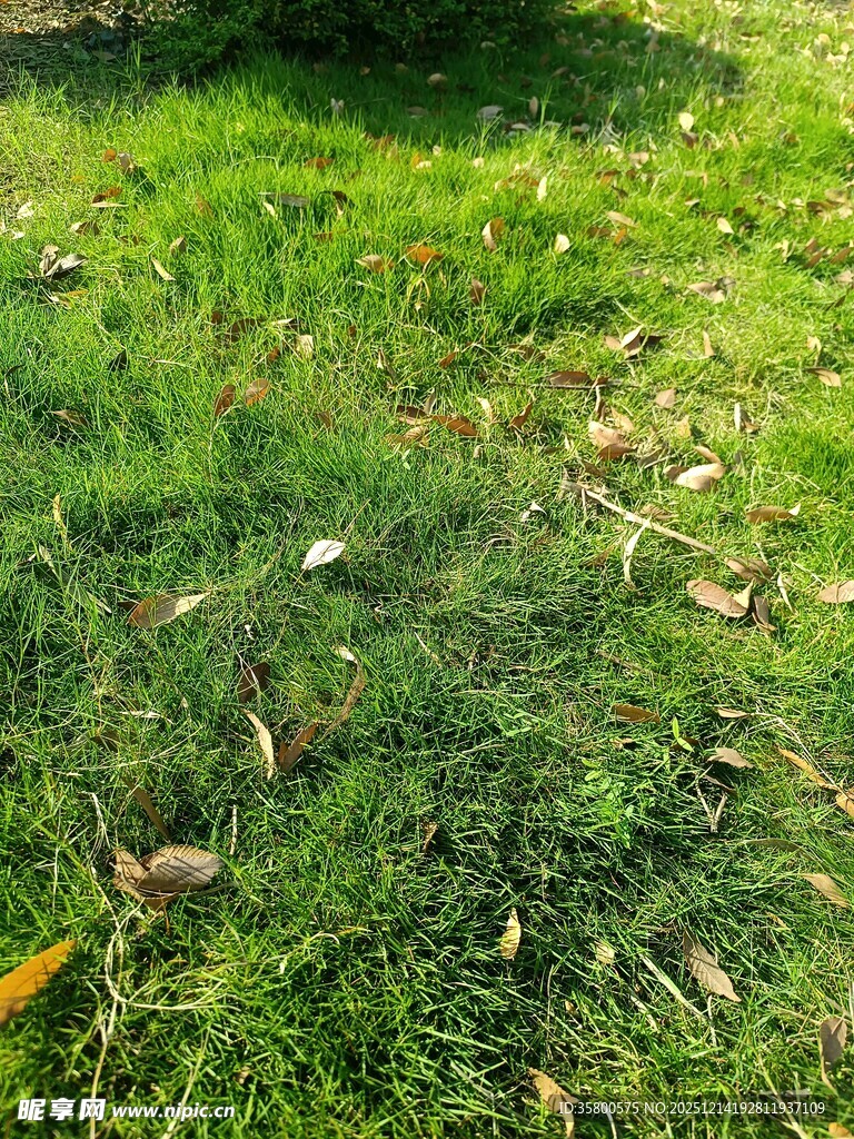 阳光下的翠绿草地