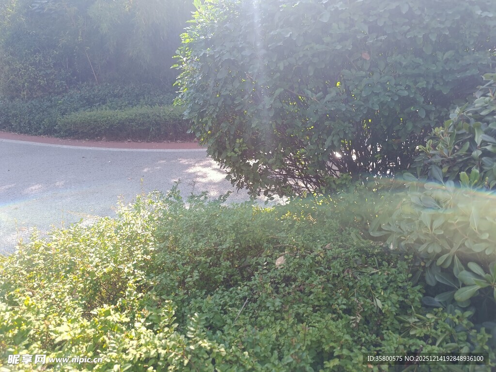 阳光照耀下的绿植景观