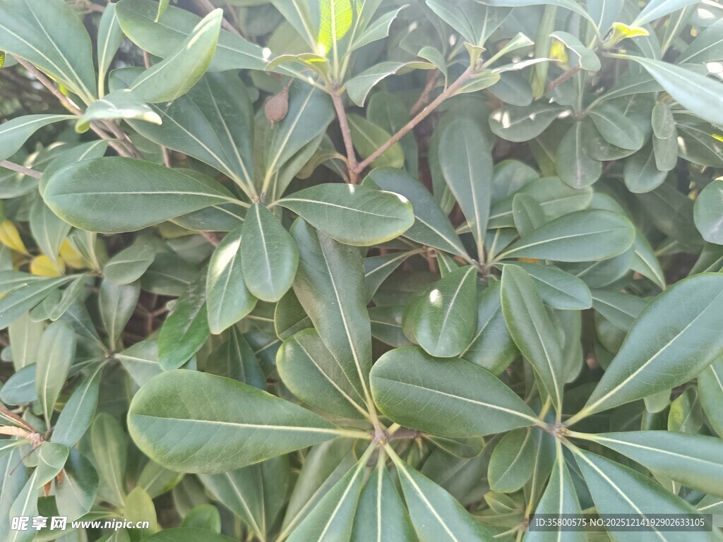 绿叶繁茂的植物景观