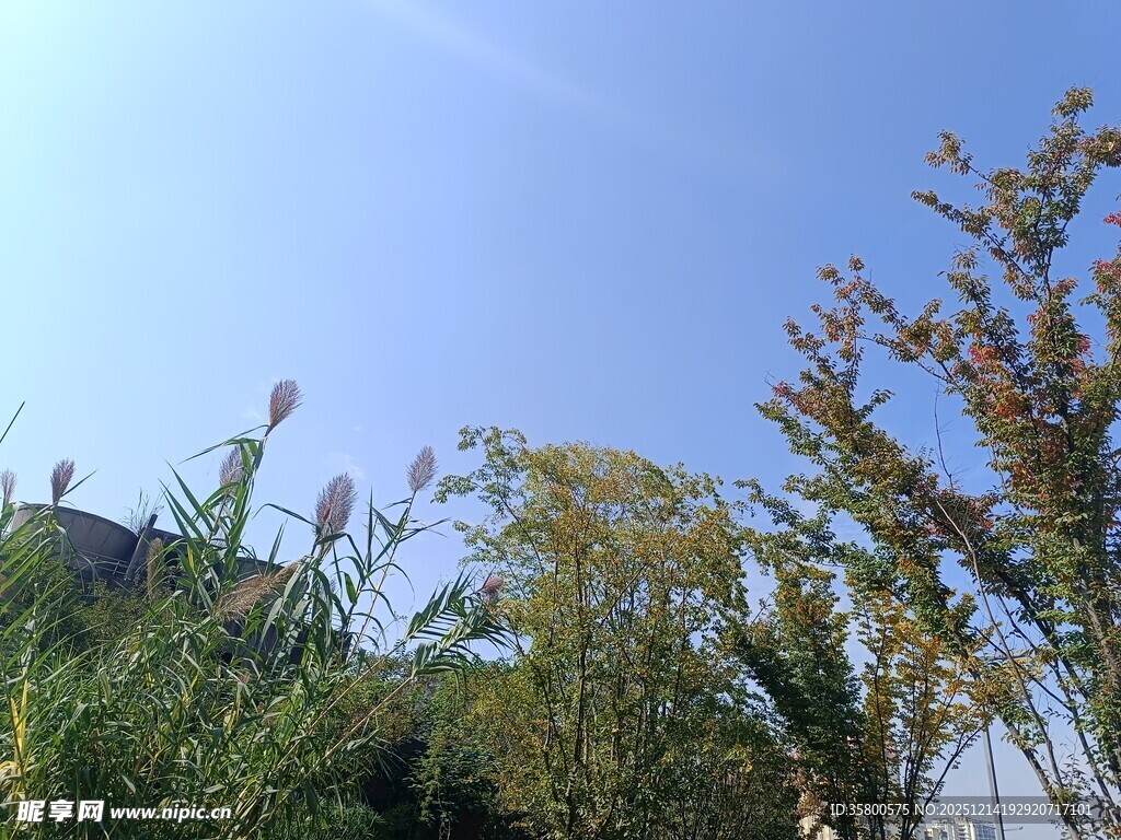 蓝天绿树间的自然景致