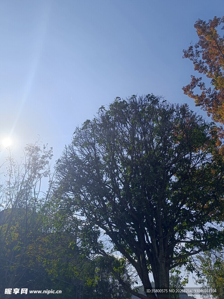 秋日阳光下的树木景观