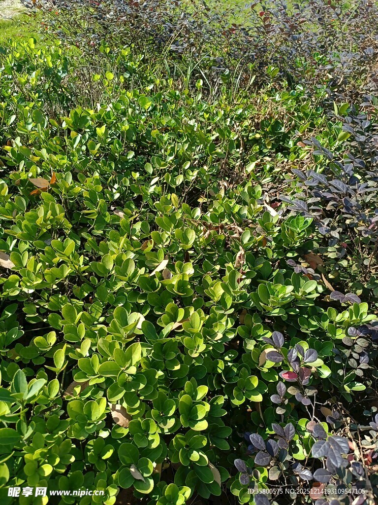 繁茂绿植景观
