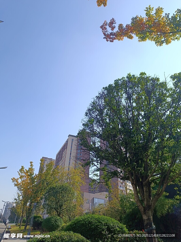 秋日校园绿树与建筑景观