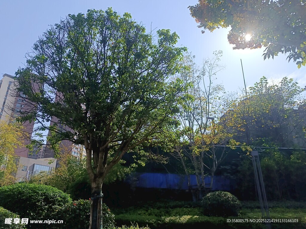 阳光下的绿植景观