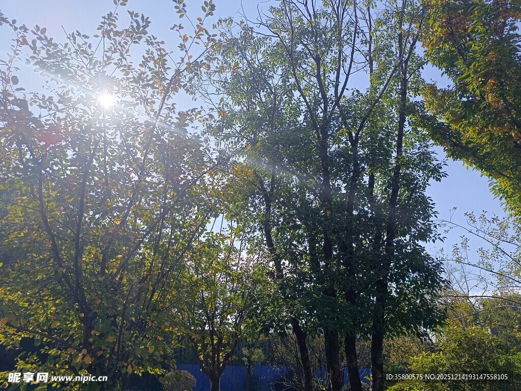 阳光洒落林间的清新景致