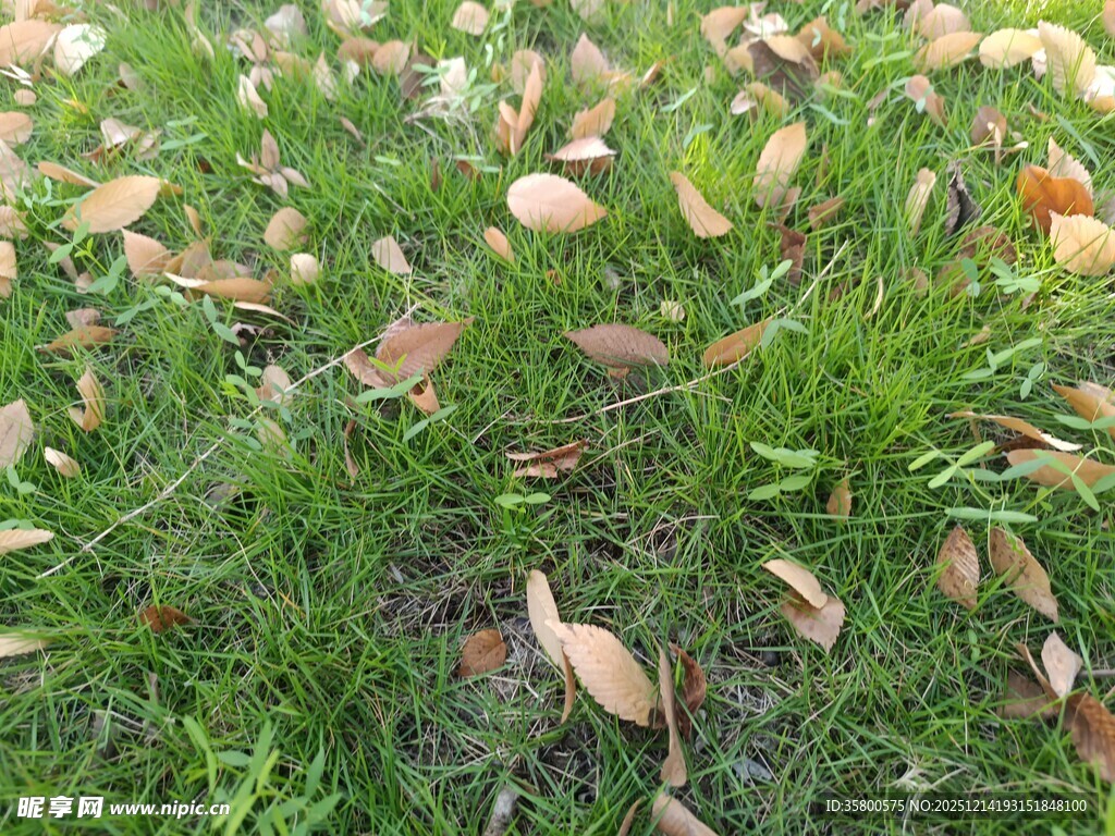 草地上的枯黄落叶