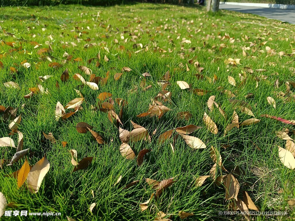 草地上的落叶景观