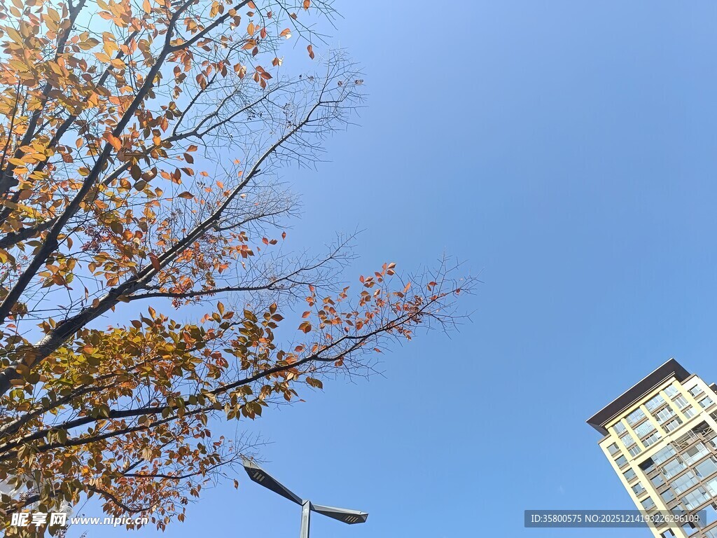 秋日树梢与高楼景象