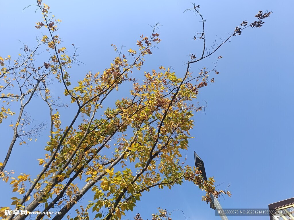 蓝天映衬下的金黄树枝