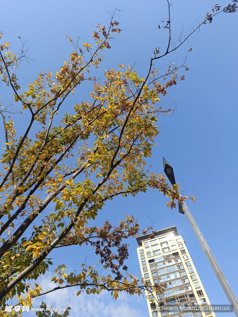 秋日树梢与高楼景致