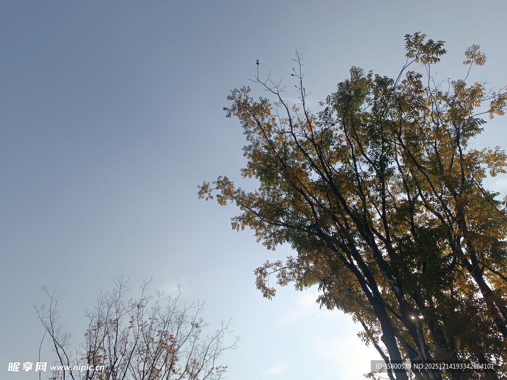 蓝天绿树间的自然景致