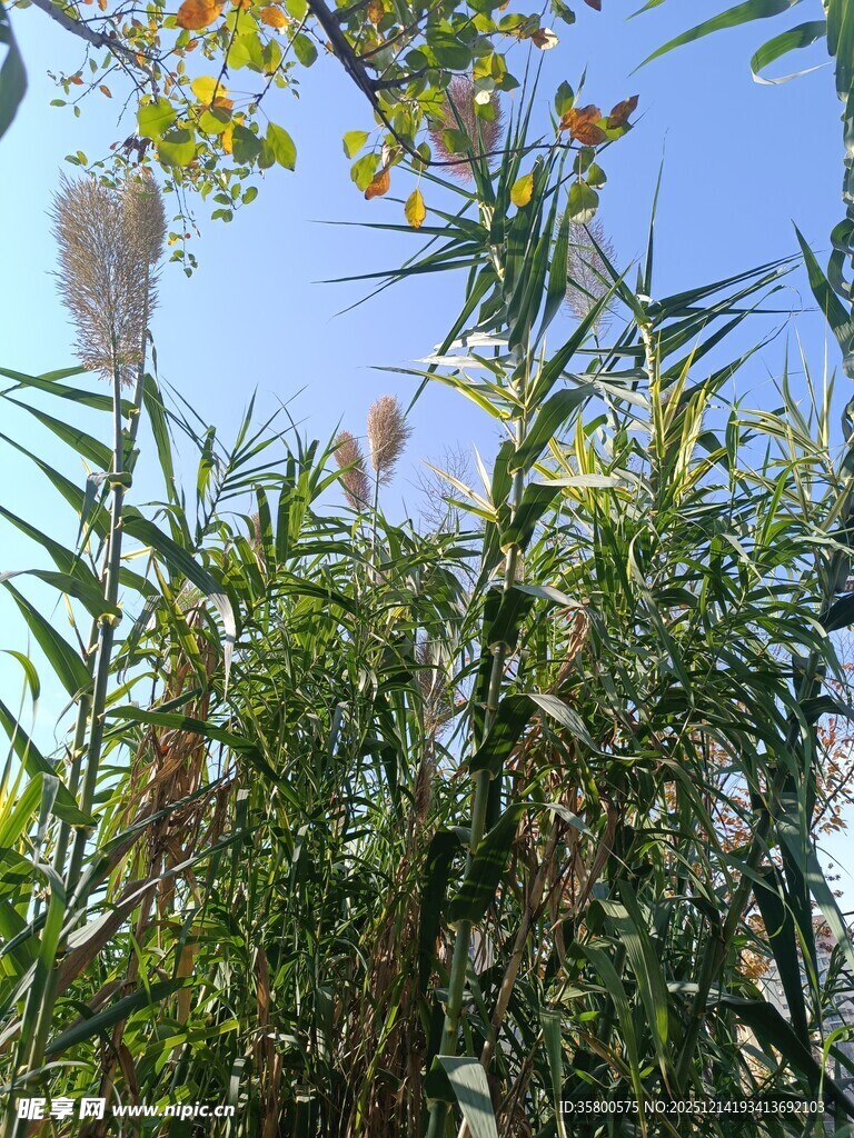 阳光下的芦苇与绿植