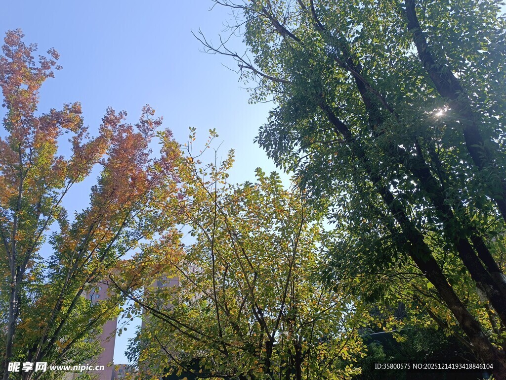 秋日林间阳光斑驳美景