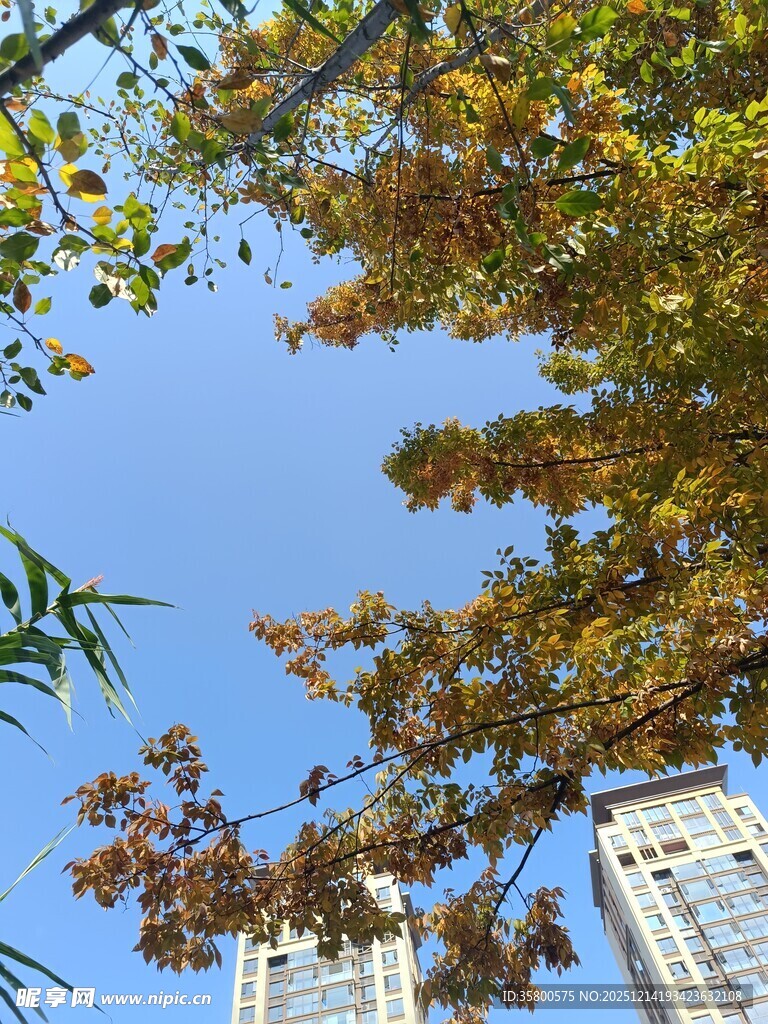 秋日树梢与高楼景致