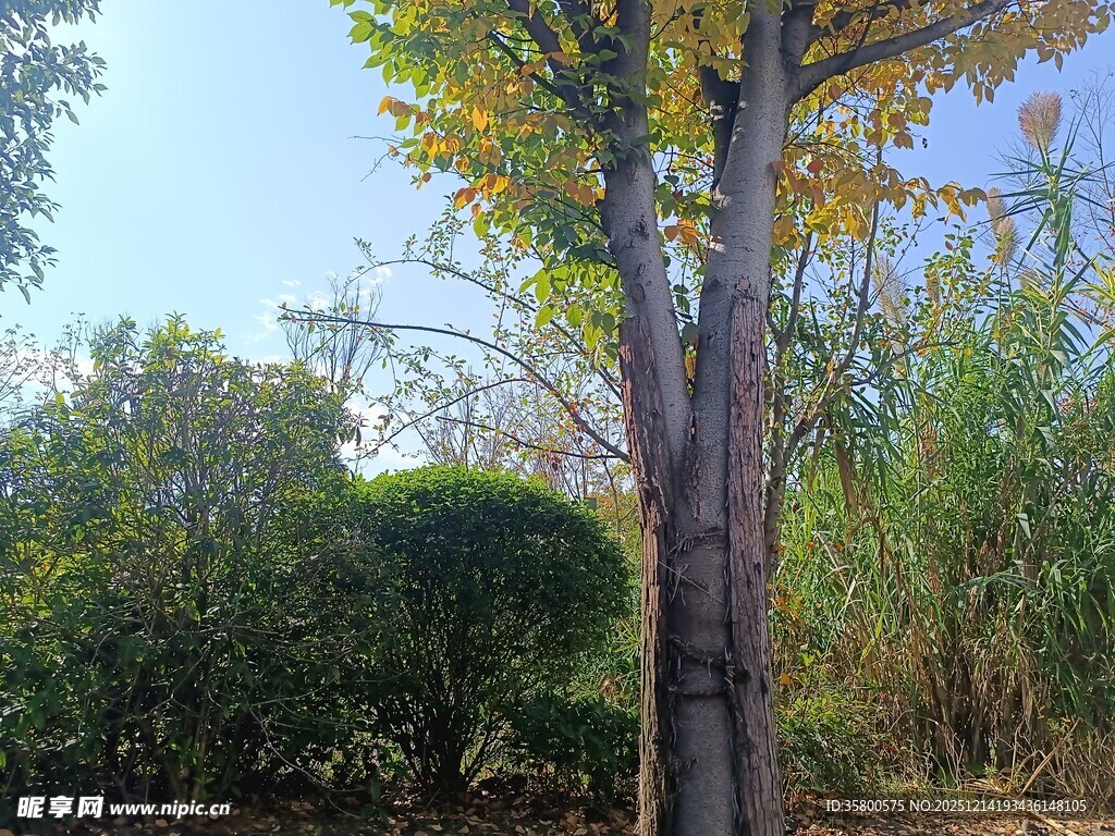 秋日树林中的挺拔树木