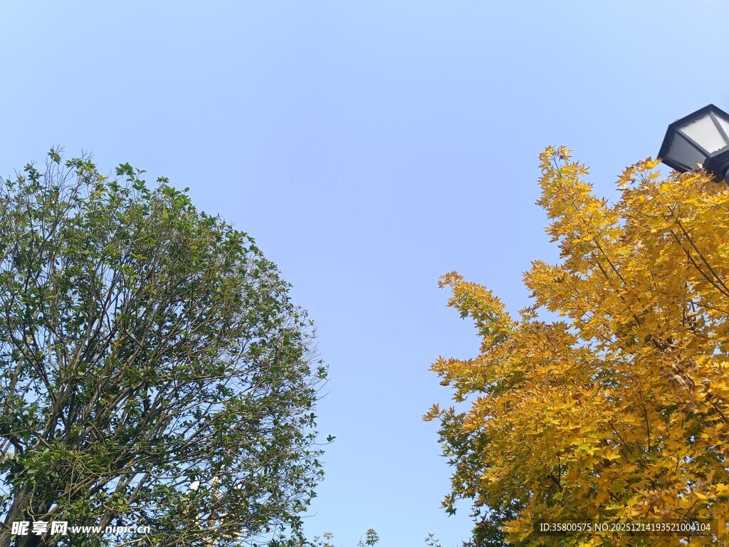 秋日双树与蓝天景象