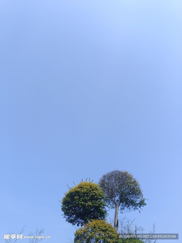 蓝天映衬下的两棵树木