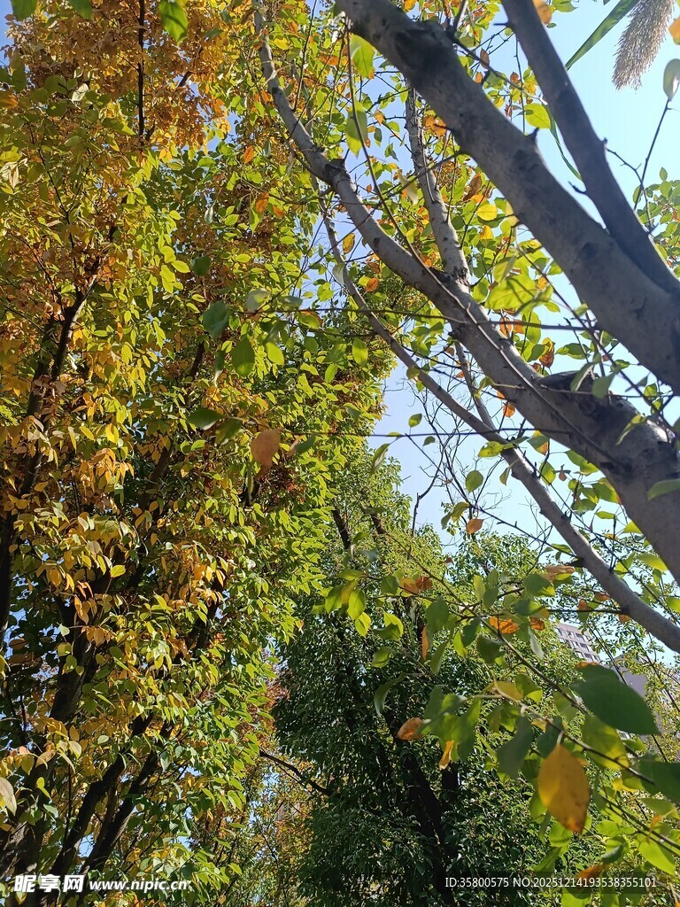 秋日树梢斑斓景致