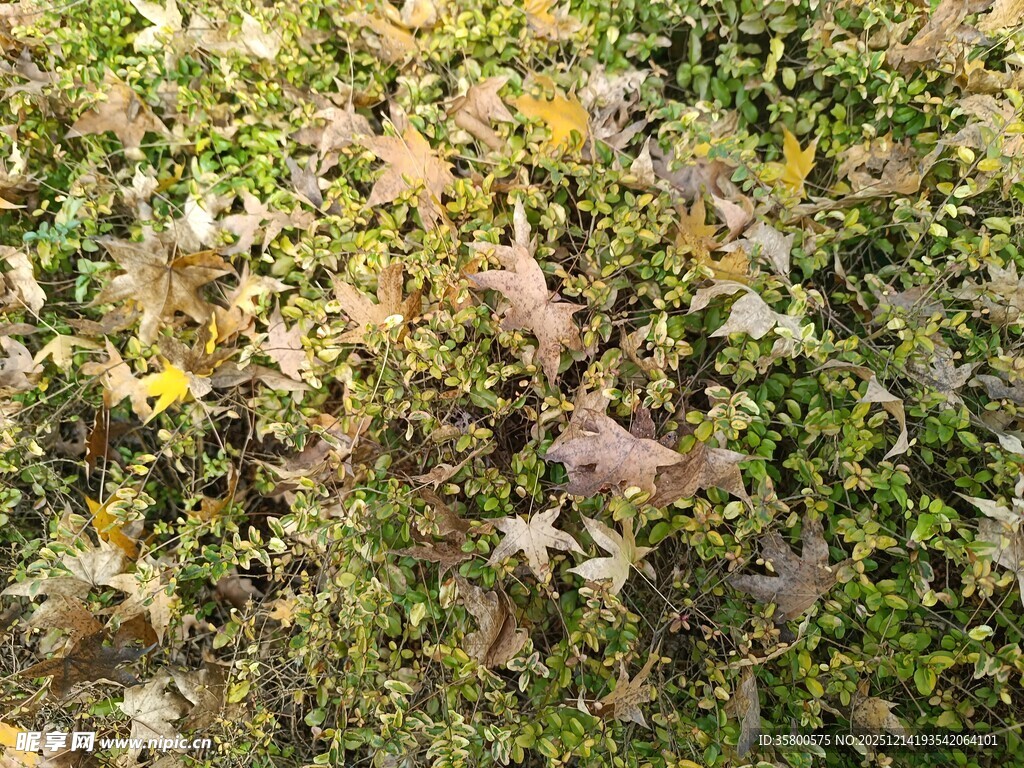 地面上的多彩落叶与杂草