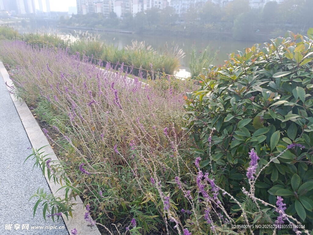 路边多彩花草景观