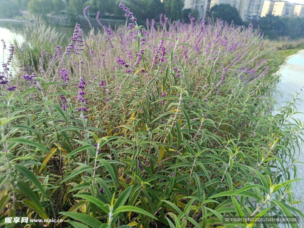 水边紫色花草景观