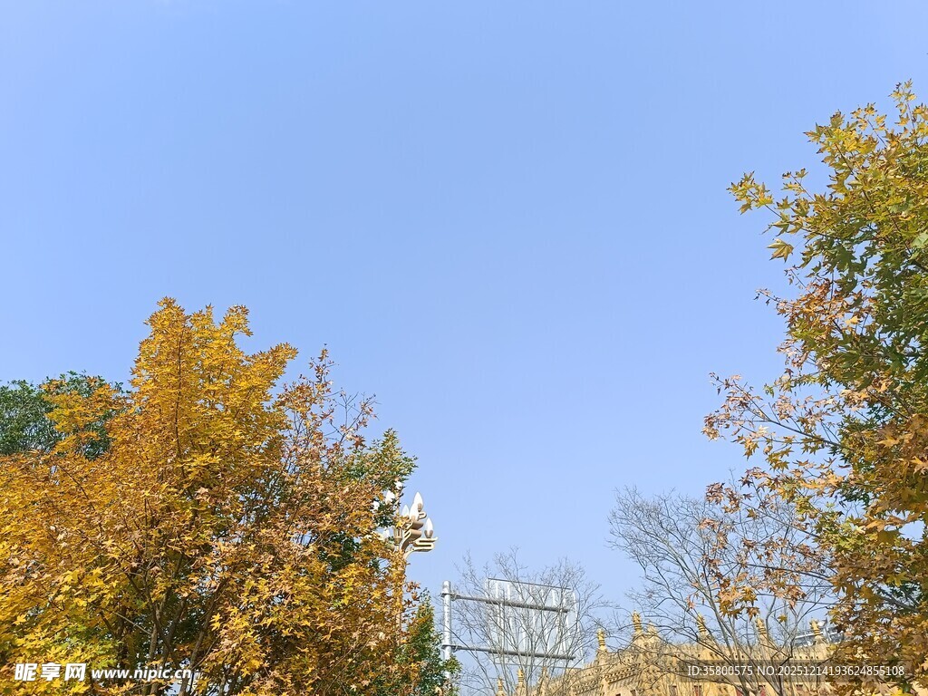 秋日蓝天旁的斑斓树木