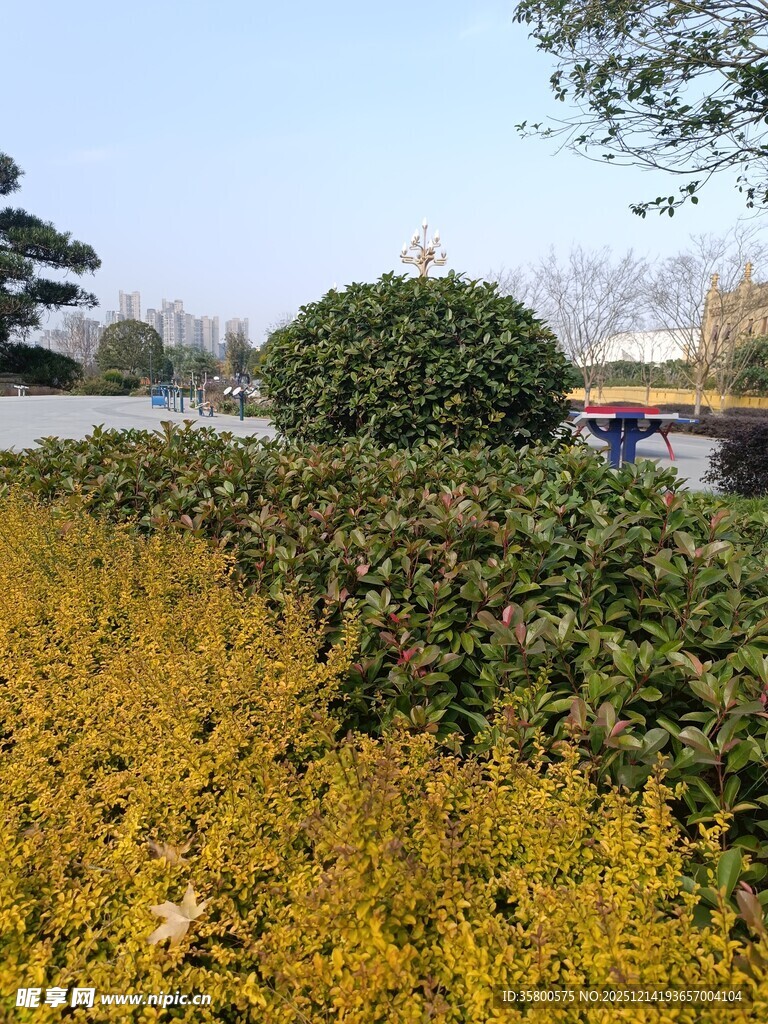 户外繁茂绿植景观