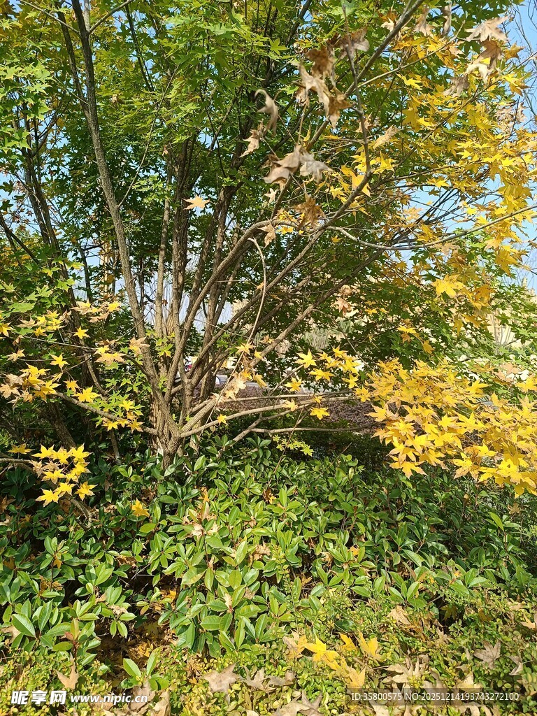 秋日树林中的繁茂绿植