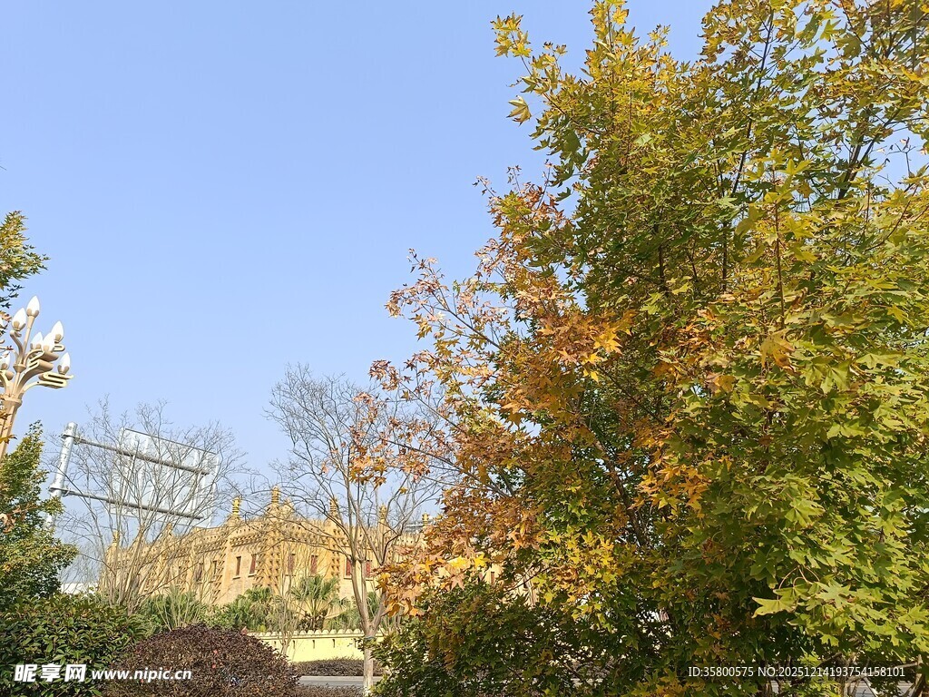 秋日斑斓树木与远处建筑